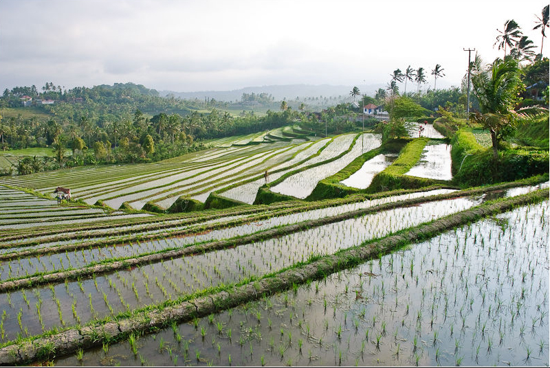 bali rice terraces