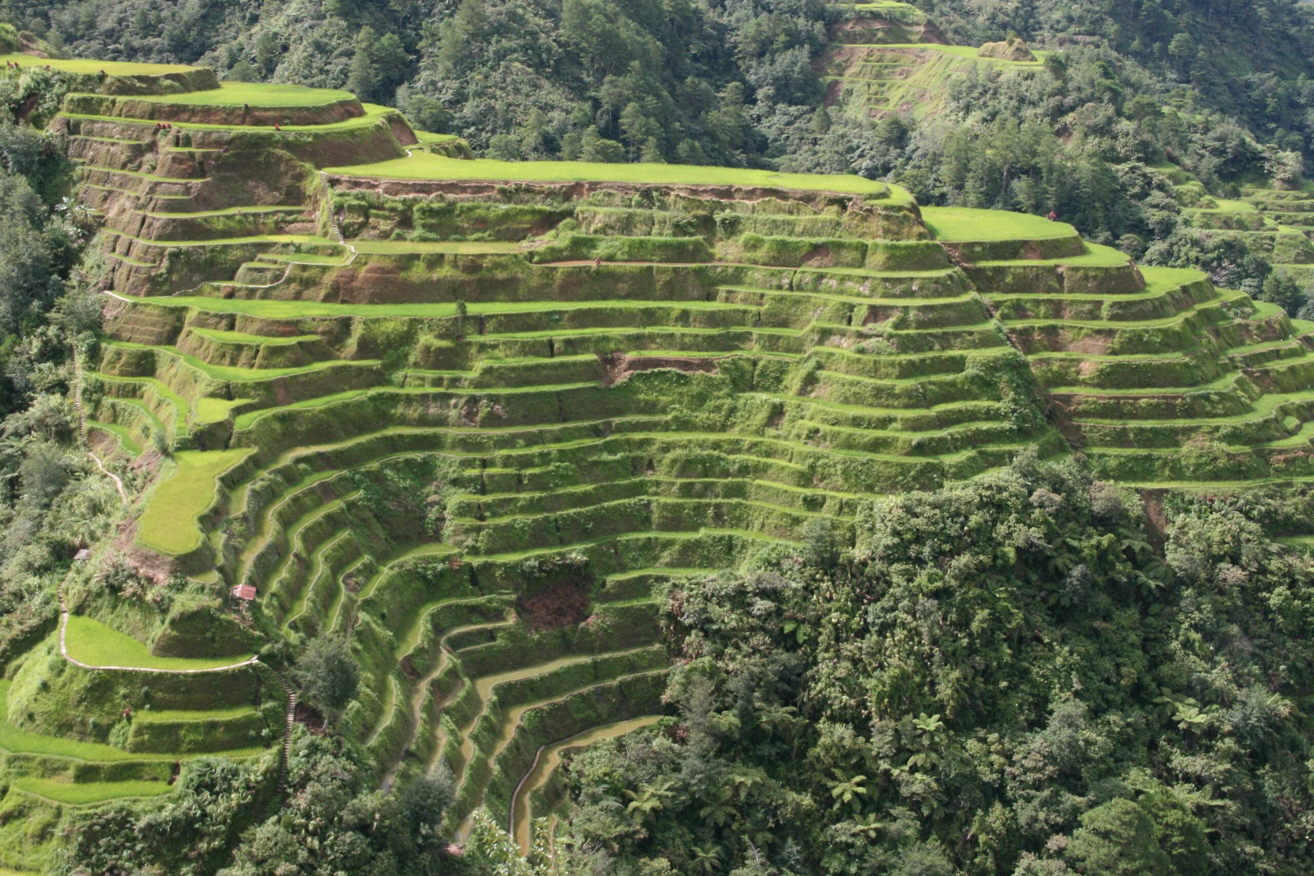 Tegalalang Rice Terraces