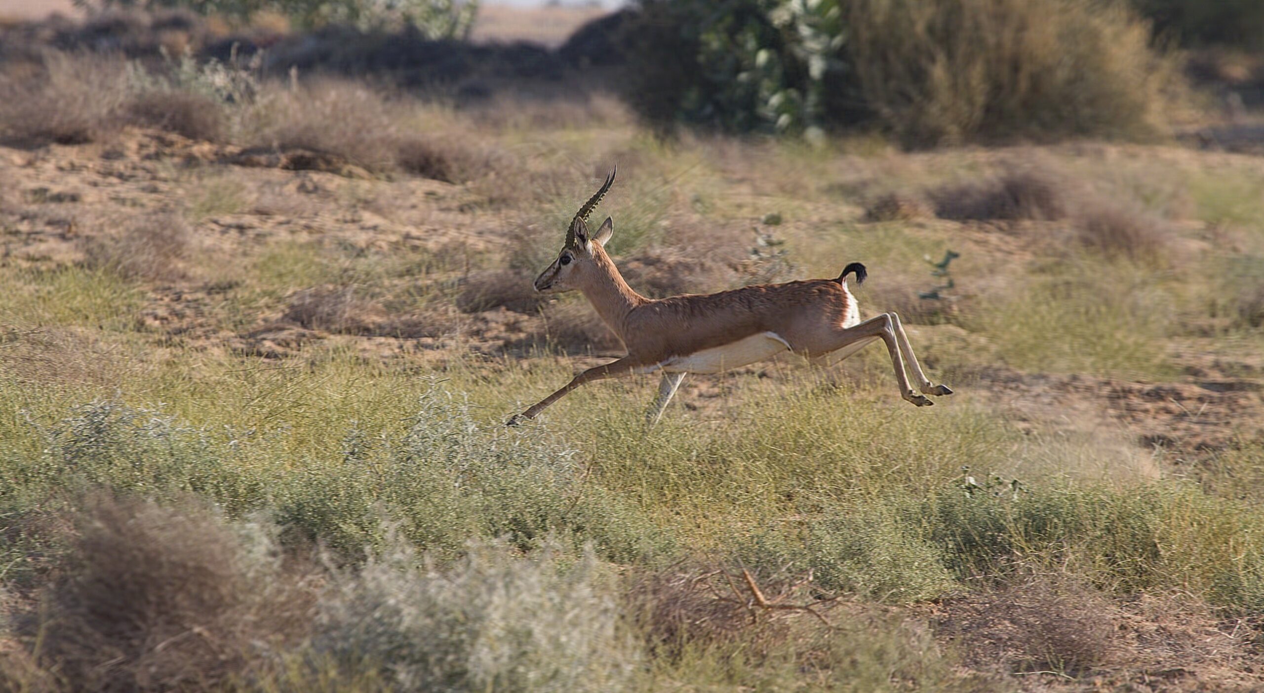 Chinkara Desert