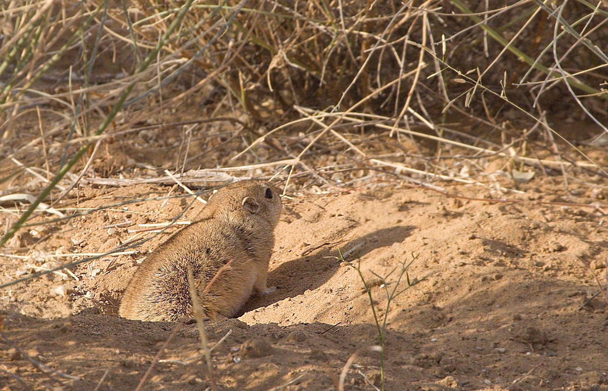 Desert_Jird_Desert_NP_Jaisalmer