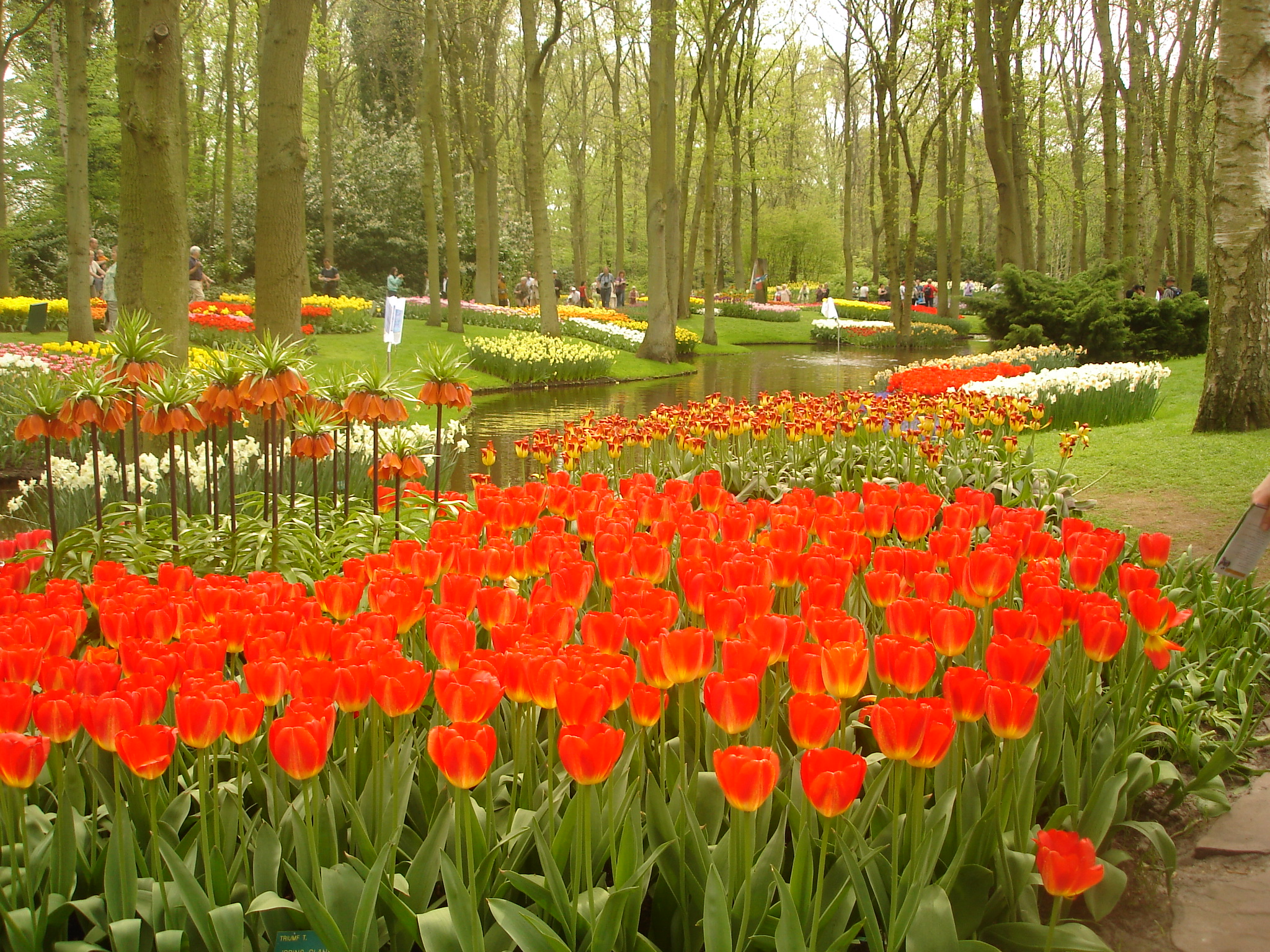 Keukenhof in the Netherlands