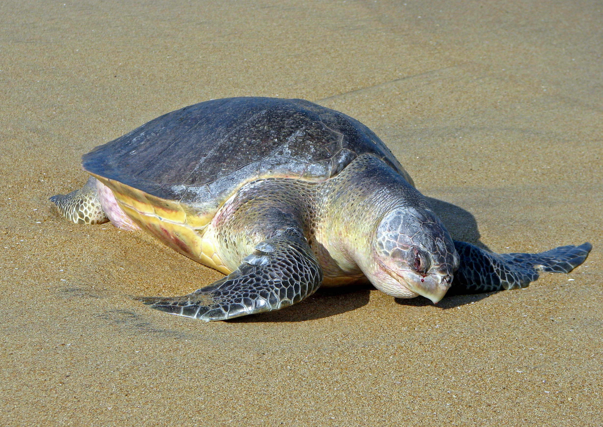 Lepidochelys_olivacea