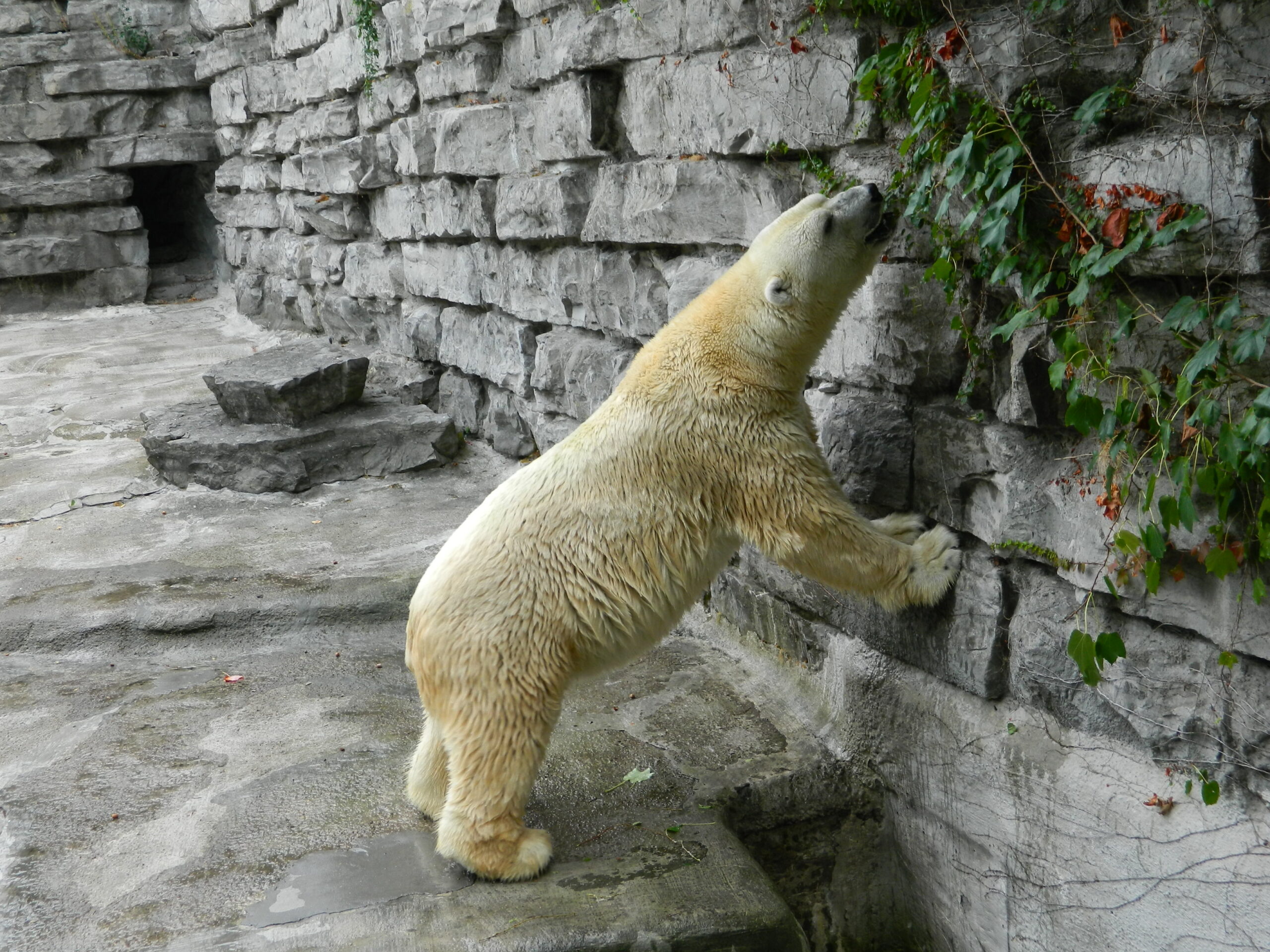 Polar bear Buffalo Zoo