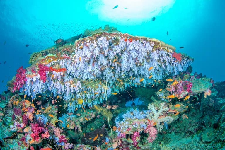 coral reef andaman