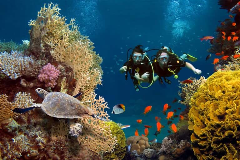 marine life in andaman and nicobar islands