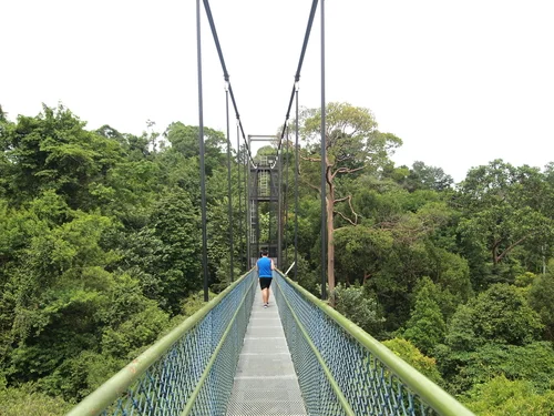 MacRitchie Reservoir Suspension Bridge