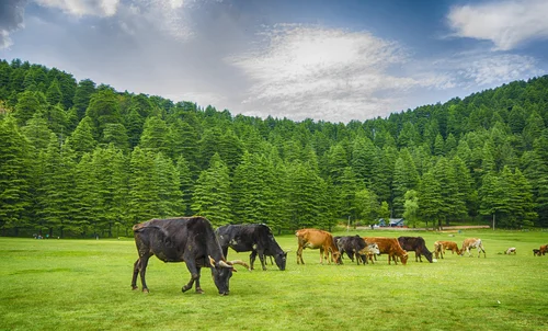 Khajjiar, Himachal Pradesh