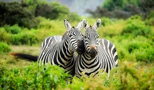 Kenya Zebra