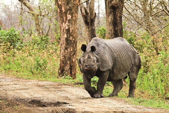 Rhinoceros in Kaziranga National Park