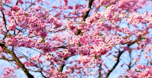 Get Blooming at the Cherry Blossom Festivals in Japan, UK and the US