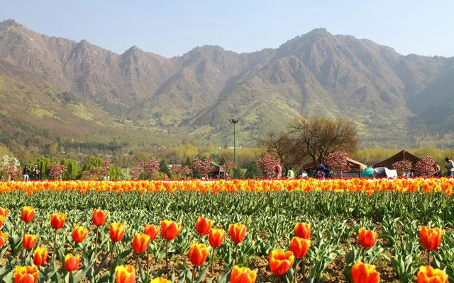 Indira Gandhi Memorial Tulip Festival