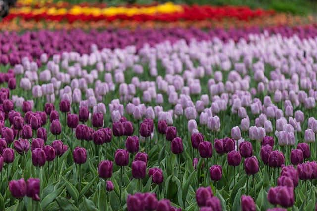 Tulip Festivals Across The Globe