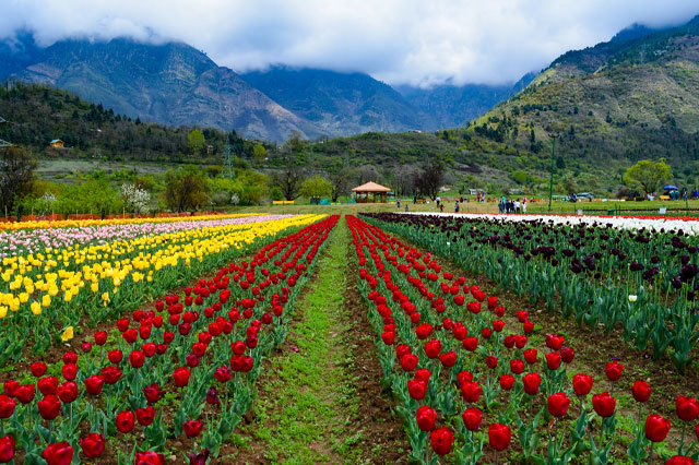 Tulip Festival Kashmir