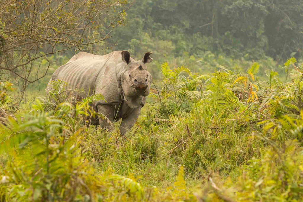 Kaziranga National Park