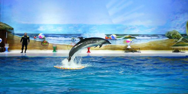 Top 10 Things to do at Dubai Dolphinarium