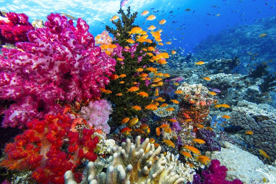 Fiji’s The Soft Coral Capital of the World, But That’s A Small Part Of Their Story