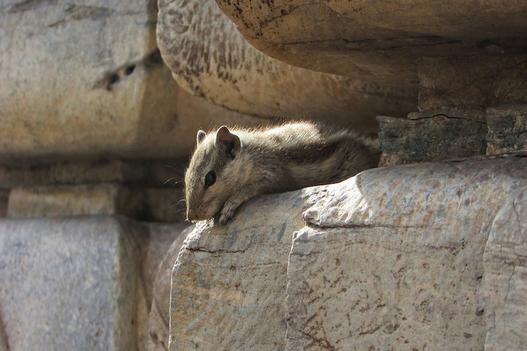 Karni Mata Temple, Temple of Rats