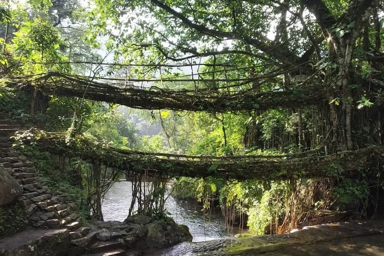 Living Root Bridge
