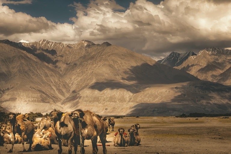Nubra valley in Ladakh