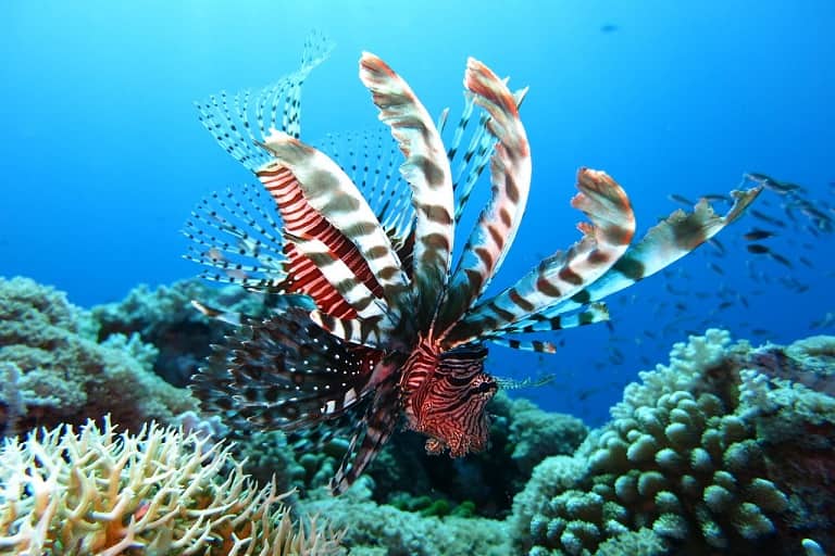 Reef Snorkelling-maldives