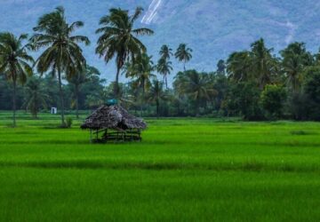 Rice field in Kerala
