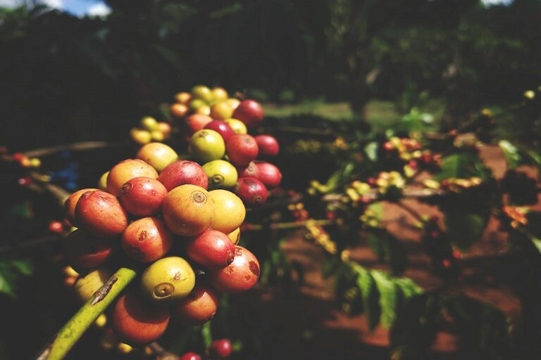 coorg coffee plantations