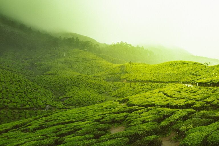 munnar tea garden