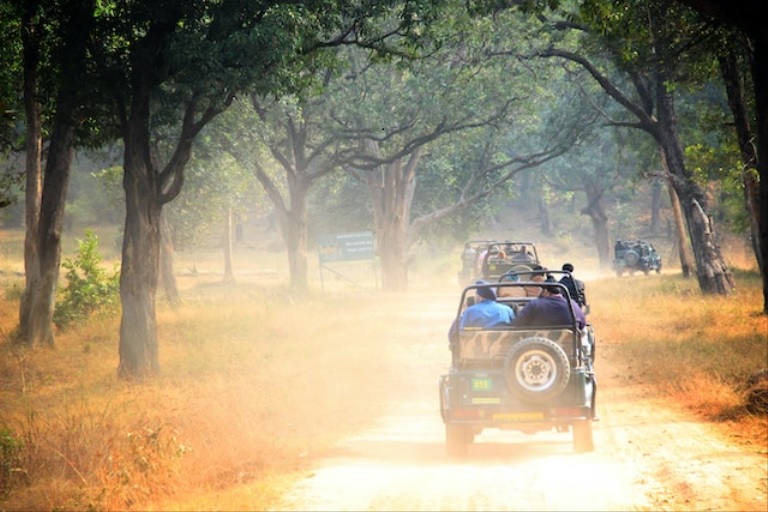 Exploring the Jungle Kingdom: National Parks Of Madhya Pradesh