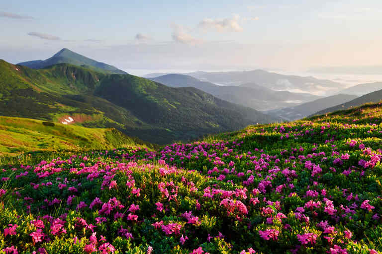 Valley of Flowers Garhwal Himalayas