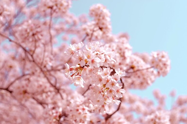 Cherry Blossom Japan Season