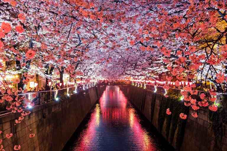 Nakameguro Cherry Blossom 2023