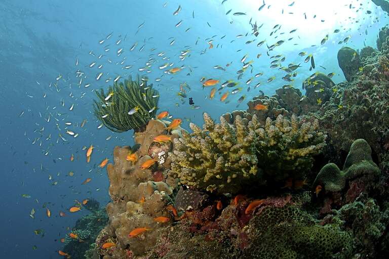 Explore Andaman's Top 10 Scuba Diving Destinations