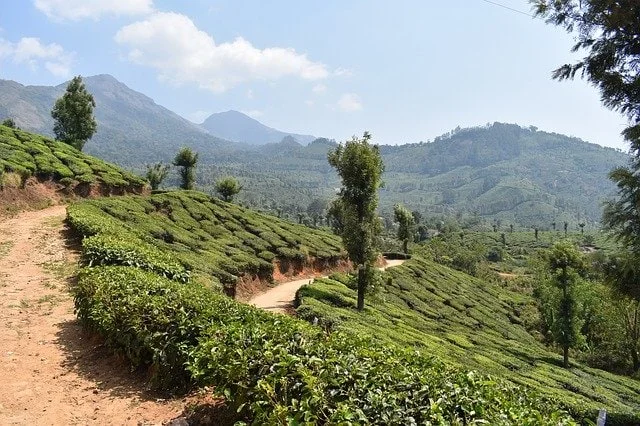 Munnar, Kerala