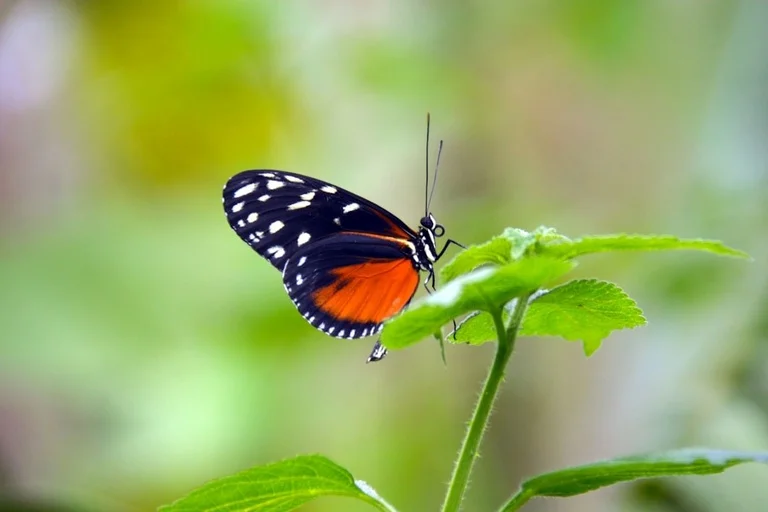Butterfly-Park-in-Ramoji-Film-City