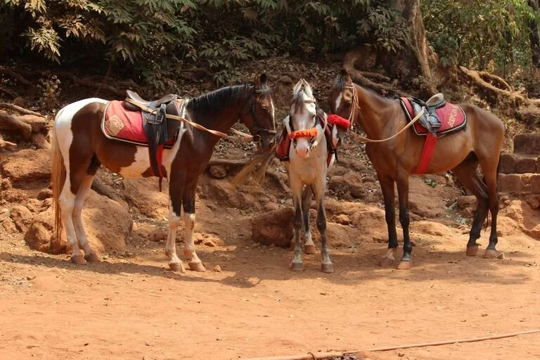 Horse-Riding-in-Matheran