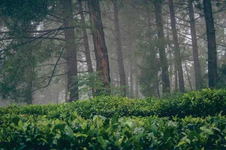 Kausani, Uttarakhand