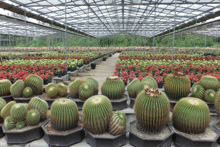 Cactus Nursery