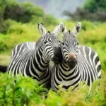 An African Adventure – Must Visit Places in Africa