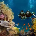 Guide to Marine Life in Andaman and Nicobar Islands