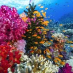 Fiji’s The Soft Coral Capital of the World, But That’s A Small Part Of Their Story
