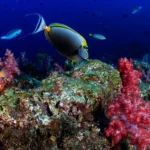 Andamans, the islands where undulating waves touch the serene shores