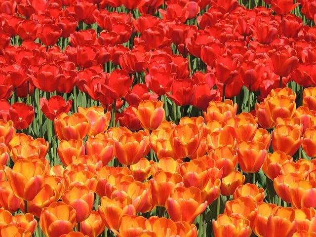 Tulip Festival – Albany, New York