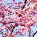 Cherry Blossom Festival in Japan, UK and the US