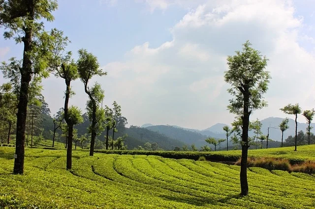 Munnar, Kerala