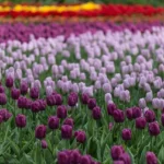 Tulip Festivals
