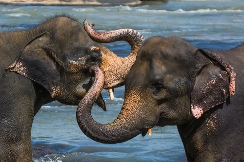 Pinnawala Elephant Orphanage