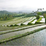 You must Trek in the Paddies of Tegalalang Rice Terraces in Bali!