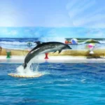 Top 10 Things to do at Dubai Dolphinarium