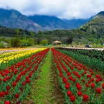 Tulip Festival in Kashmir