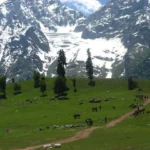 The Panorama of the Golden Bird – India!